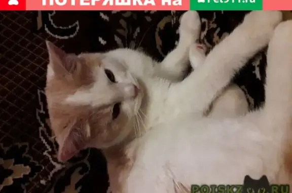Найдена кошка в Чехове
