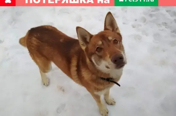 Найдена собака в Пешково (Чеховский район)