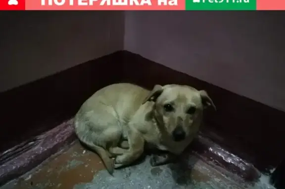 Найдена собака в Ставрополе, ищем хозяев или новый дом