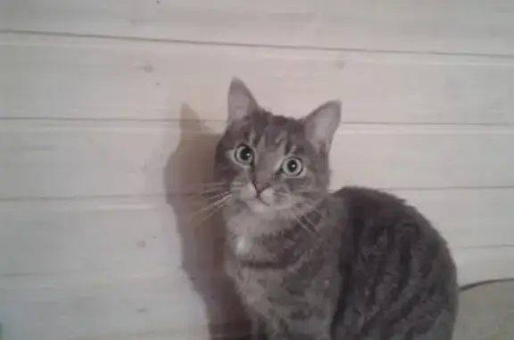 Пропала кошка в поселке Песочный (СПб)