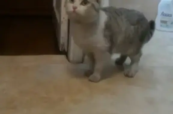 Найден котик на ул. Кошевого - Достоевского