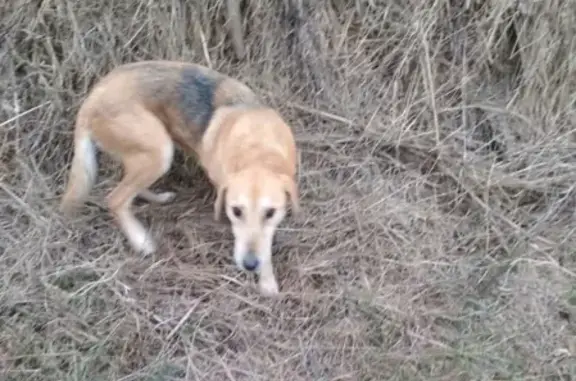 Пропала охотничья собака в Давлеканово