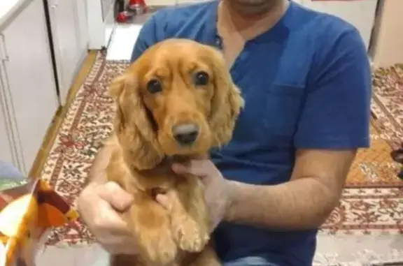 Пропала собака в Новороссийске: Сэм, номер телефона на ошейнике https://vk.com/vovelius2000