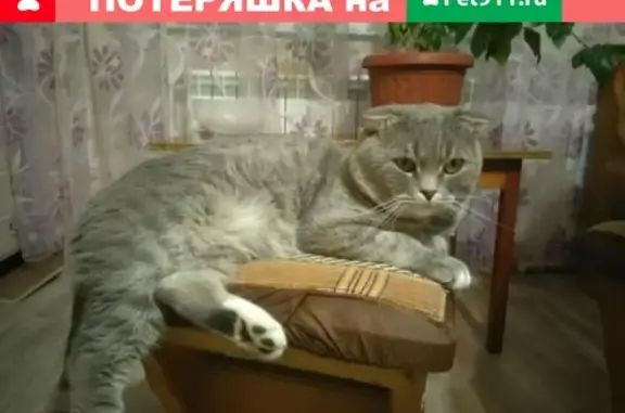 Кошки потеряшки, Тамбов, фото: Потеряшка кот на ул. Хлеборобной в Тамбове