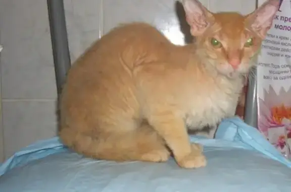 Пропала кошка Лучки: сфинкс персикового цвета.