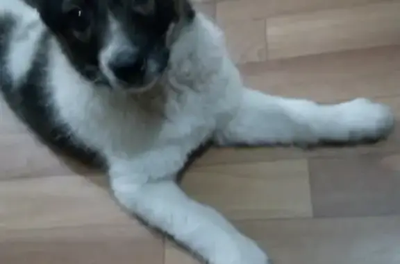 Пропала собака в Сосновоборске, помогите найти!