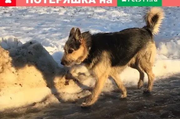 Найдена собака в Приморском районе, СПб