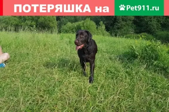 Пропала собака в Русиново, ищут Мальту-Лабрадора!