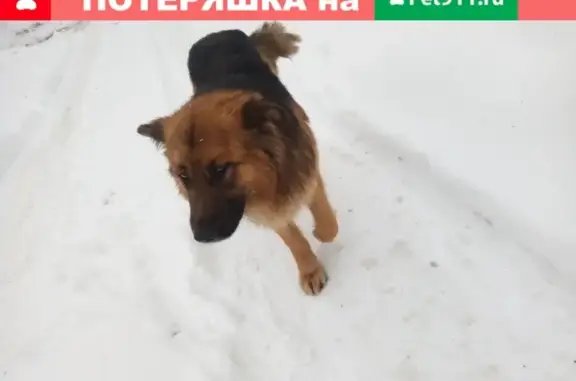 Найдена собака в Октябрьском, Московская обл.