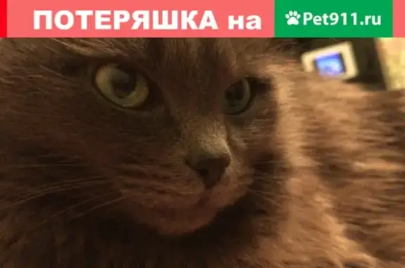 Пропала кошка Анжелина в Щёлково