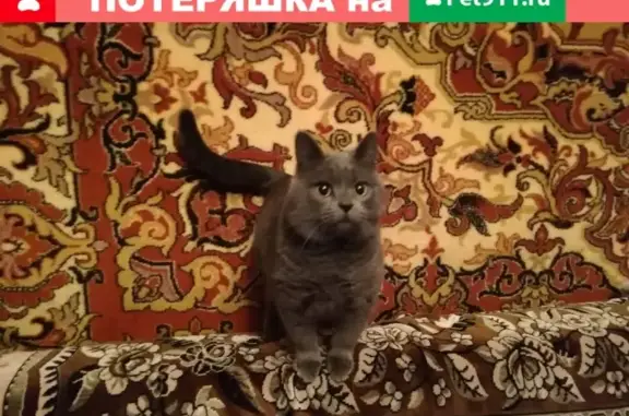 Кошки потеряшки, Боринское, фото: Потеряшка кошка на Боринской, ул. Петра Смородина, 22