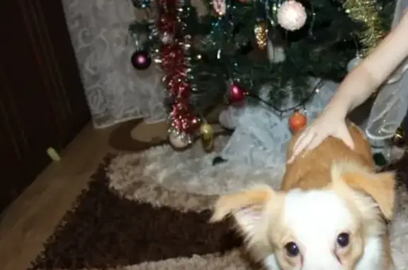 Пропала собака в д. Серково, Нижегородская область