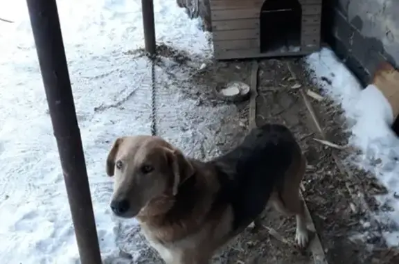 Пропали две собаки в Шадринске, помогите найти!