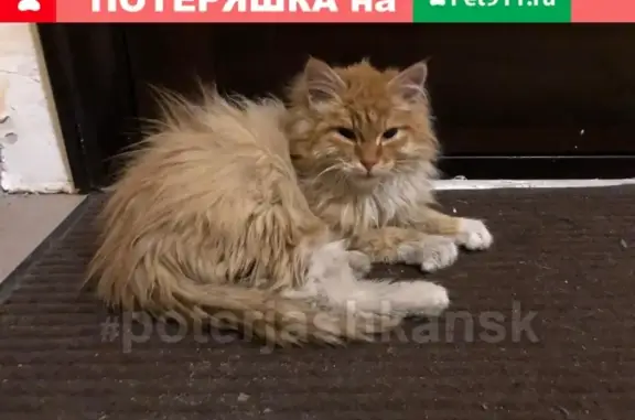 Найдена кошка на МЖК в Новосибирске
