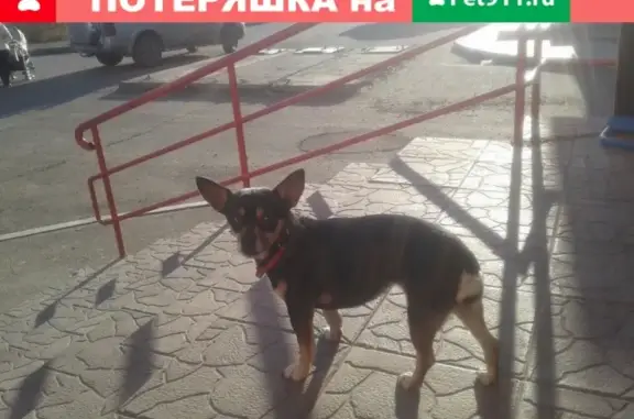 Пропала собака Дина на улице Суворова 1, Абакан
