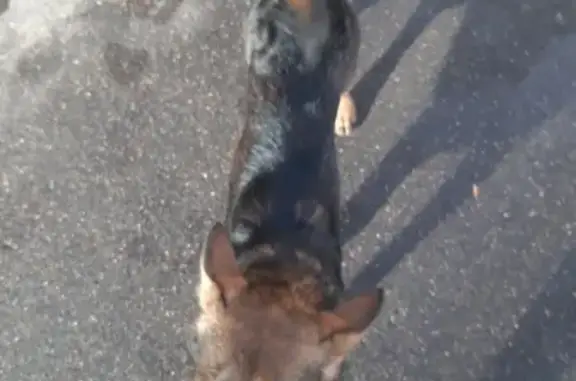Найден пёс с зеленым ошейником в Лефортовском районе Москвы