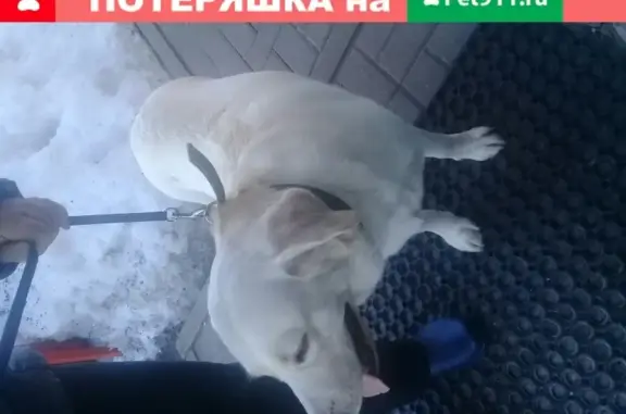 Найдена собака на ул. Конева в Строителе
