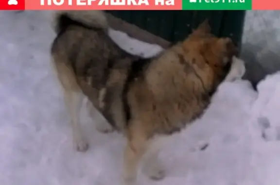 Найден кобель западно-сибирской лайки в деревне Станки, ищет хозяев