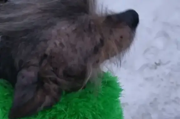 Собака найдена в Томске на Иркутском тракте