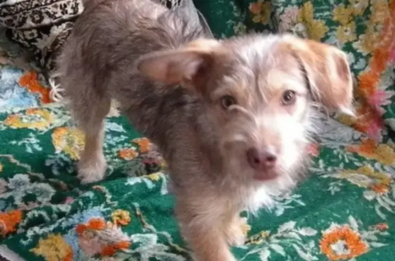 Найден щенок в Кирове, Нововятский район