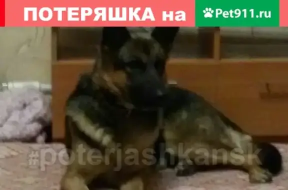 Пропала собака в Новосибирске с особой приметой на спине