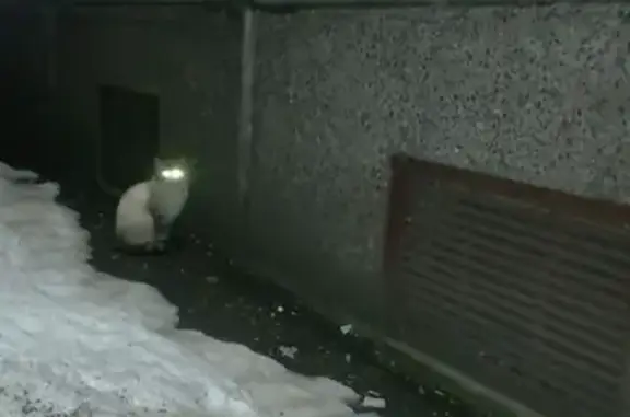 Найдена кошка на ул. Есенина в СПб