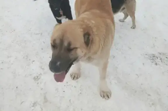 Пропала собака породы АЛАБАЙ в Оренбурге