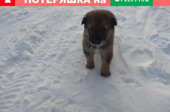 Пропала рыжая овчарка с щенком в Озерске, Челябинская область