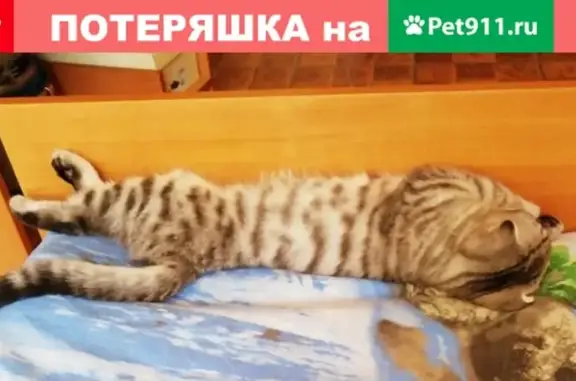 Пропал котенок на ул. Пржевальского, Орск, вознаграждение
