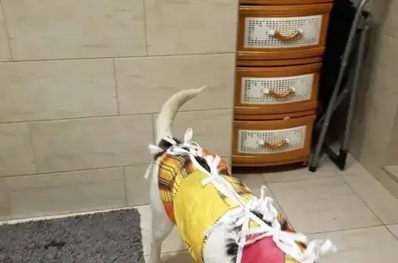 Собаки потеряшки, Нижний Новгород, фото: Потеряшка собака Боня в Автозаводском районе