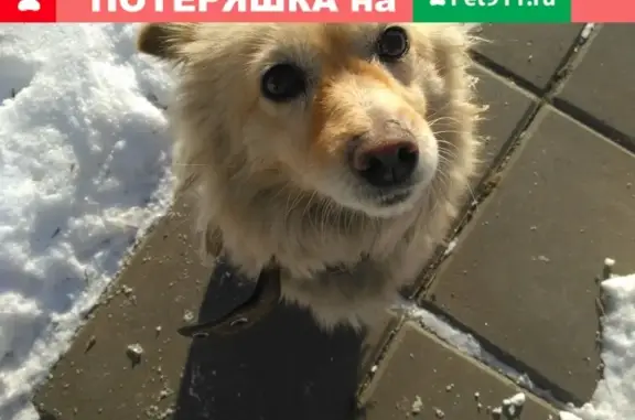 Пропала собака в Плоски, Брест, Беларусь
