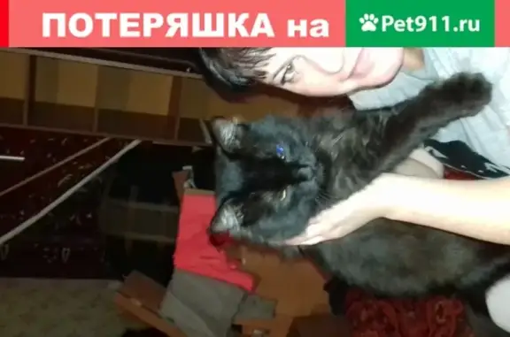 Пропала кошка Сумрак в Новоульяновске - вознаграждение!