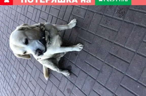 Найдена игривая собака с ошейником в Брянске