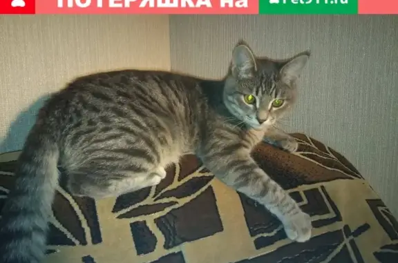 Пропала серо-полосатая кошка на ул. ГТУ в Ульяновске