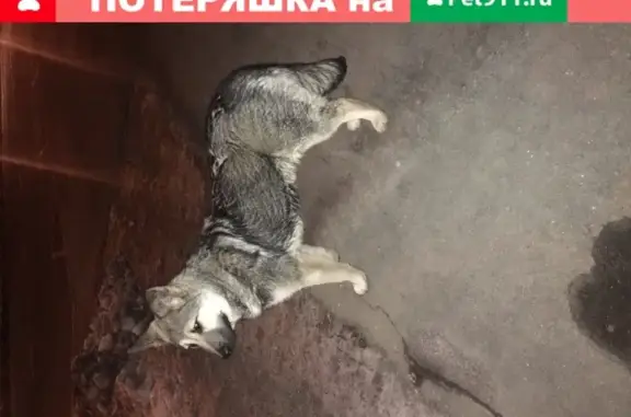 Потеряшка-собака найдена на улице Белозерская 23