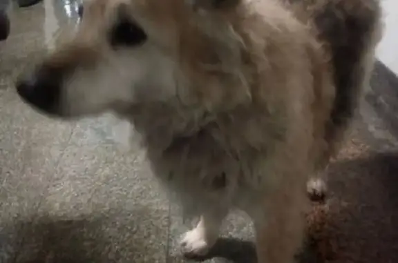 Собака Доля пропала в Кузьминках и была замечена на Жулебинском бульваре