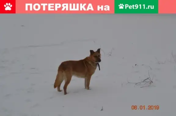 Пропала собака Джип в селе Селиваниха, Красноярский край