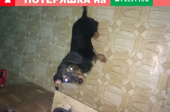 Найден щенок-мальчик похожий на таксу в Кузнечиков, Подольск