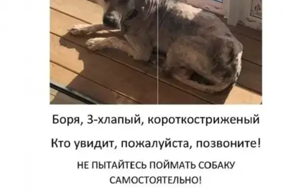 Пропал пес Боря в деревне Ядромино, Истринский район, Московская область