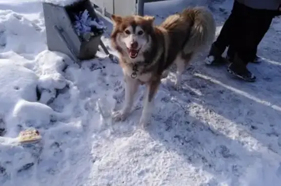 Найдена собака на Ягуновке, Кемерово