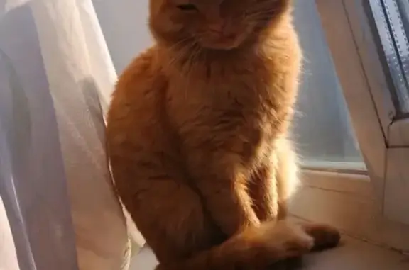 Кошки потеряшки, Улан-Удэ, фото: Потеряшка кошка в Улан-Удэ, квартал Мелькомбинат.