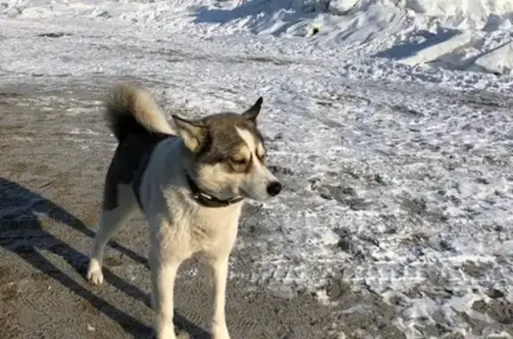 Найдена собака на Охотском побережье, ищем хозяина или передержку