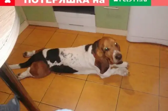 Найдена собака на Ивановке, Брянск