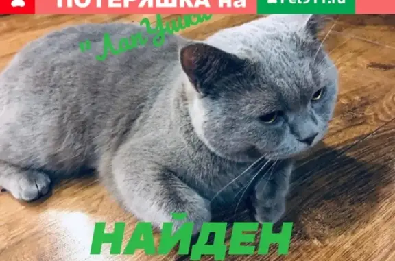 Найден кот на ул. Щорса (г. Красноярск)