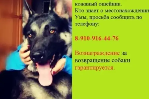 Пропала собака Умка в селе Ворсино, Калужской области