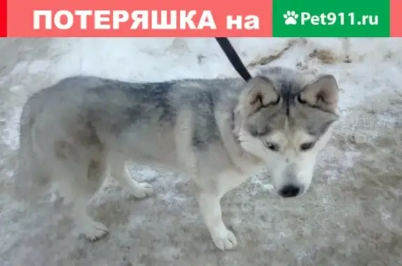 Найдена собака в Вольске