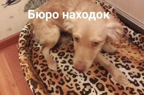 Пропала собака в районе областной больницы в Архангельске