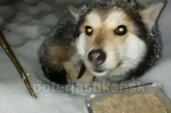 Найдена собака в Дзержинском районе на ул. Технической