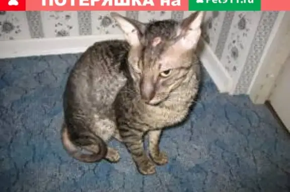 Найден кот корниш-рекс в Калининском районе