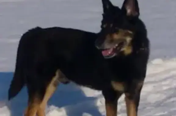 Пропала собака Дик в районе 30 рынка, Ульяновск